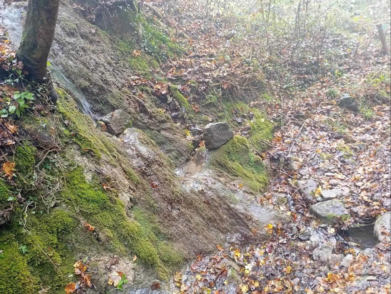 Rustico con Bosco Rustico con Bosco